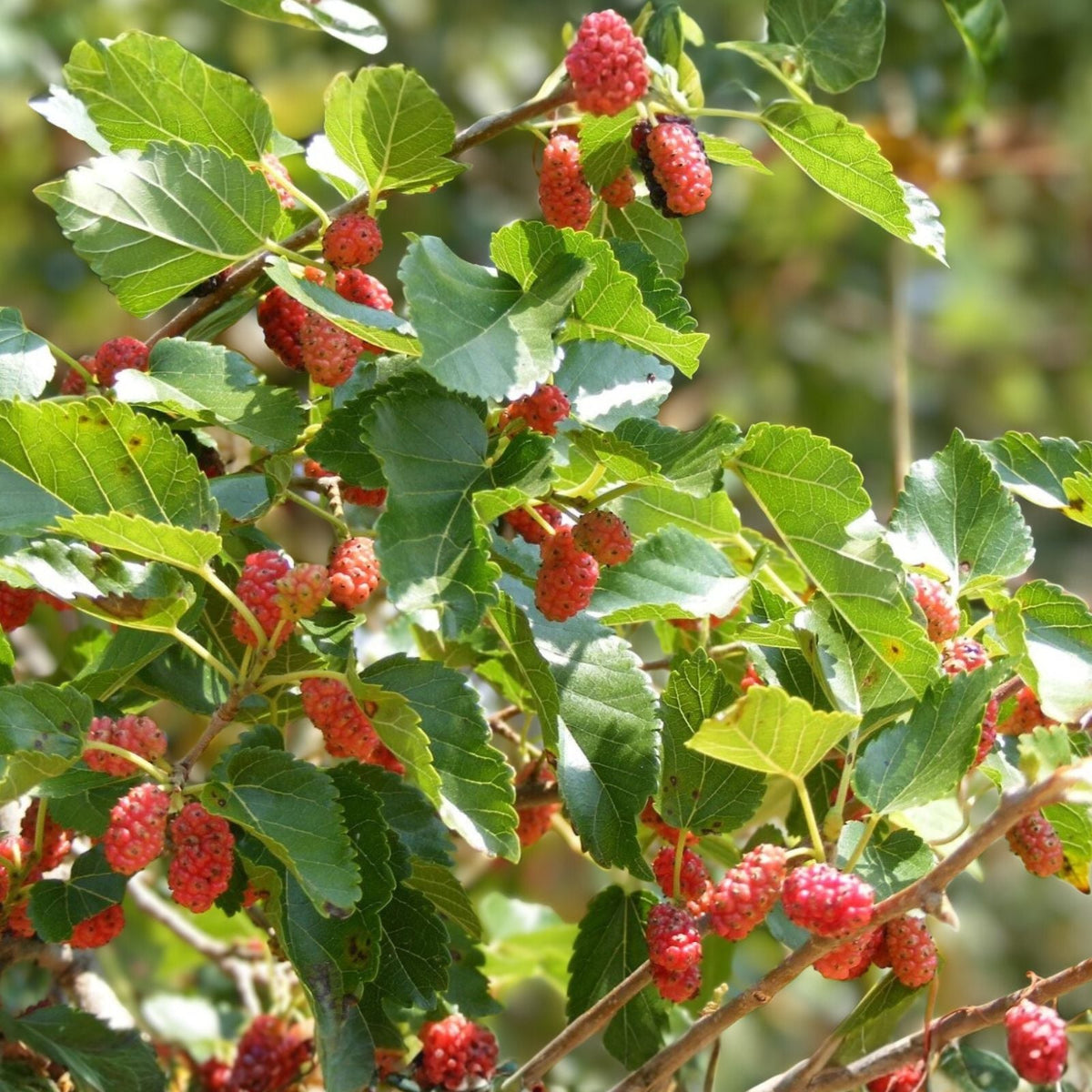 Red Mulberry Tree 12-24in Live Bare Root Morus rubra Edible Fruit Dormant Shipping October to March