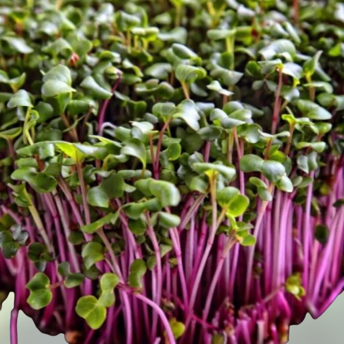 Red Kale Microgreen Seeds 4oz – Brassica oleracea Variety for Nutrient-Dense Microgreens and Healthy Sprouting