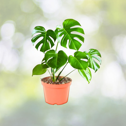 Monstera Deliciosa Plant 4" & 6" - Split Leaf Philodendron - Easy Care Houseplant - Swiss Cheese Plant - Tropical Decor