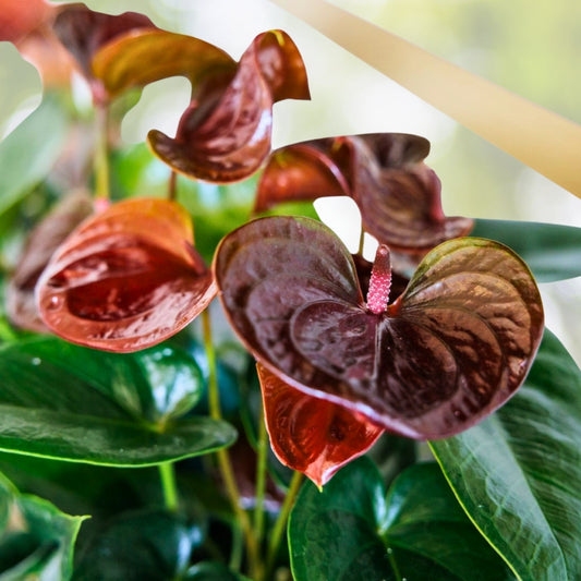 Anthurium Sempre Brown Plant in 6" Pot - Tropical Indoor Houseplant - Live Healthy Anthurium Delivery