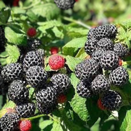 Black Raspberry Plant Starter 10-Pack, Mysore, Rubus Niveus, Bare Root, USDA Zones 9-11, Edible Fruit Production