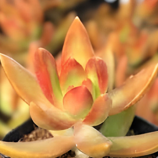 Sedum Adolphi Cuttings - 6 Coppertone Stonecrop Succulents - Vibrant Yellow Orange Foliage for Indoor and Outdoor Gardening