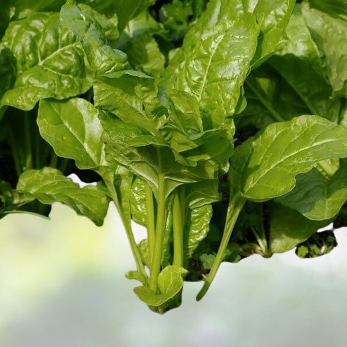 Viroflay Spinach Seeds | Heirloom NON-GMO | Fresh Garden Seeds | Spinacia oleracea