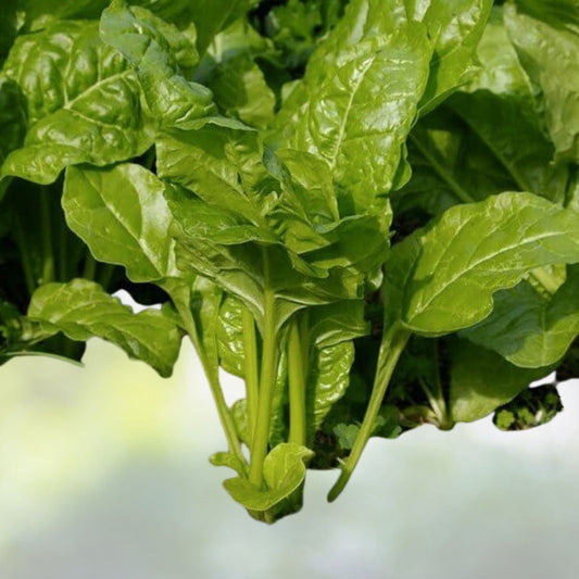 Viroflay Spinach Seeds | Heirloom NON-GMO | Fresh Garden Seeds | Spinacia oleracea