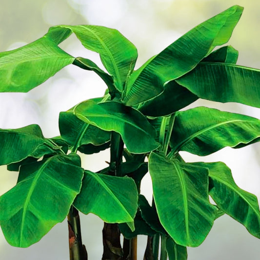 Dwarf Banana Tree 2-3 Feet - Cavendish Variety - Indoor/Outdoor Plant - Musa acuminata - Tropical Home Decor