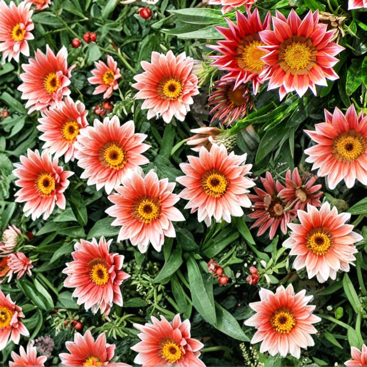 Gazania Seeds 75+ Radiant Flame Fragrant Flower Non-GMO Garden Annual Gazania rigens