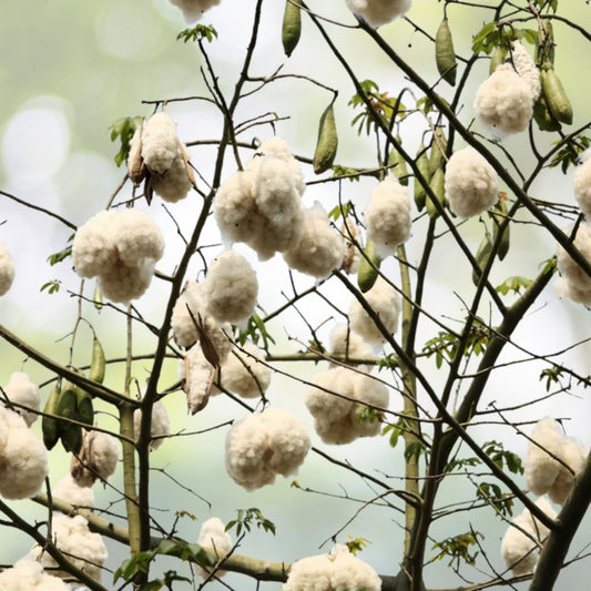 Silk Cotton Tree Seeds - Pre-Stratified 20 Seeds - Ceiba pentandra - Free Shipping