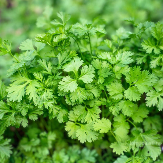 Chervil Seeds 200+ Heirloom Non-GMO Culinary Herb for Gardens Anthriscus cerefolium