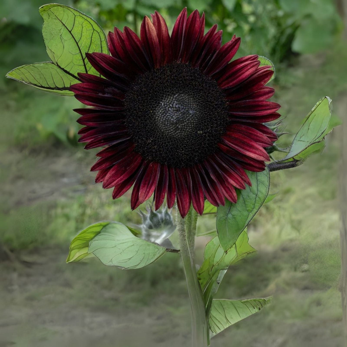 Sunflower Seeds for Planting - 50 Seeds - Easy to Grow Diverse Sunflower (Helianthus annuus)