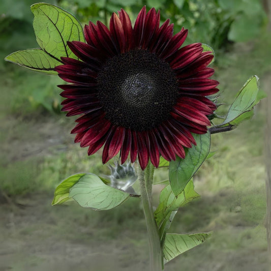 Sunflower Seeds for Planting - 50 Seeds - Easy to Grow Diverse Sunflower (Helianthus annuus)