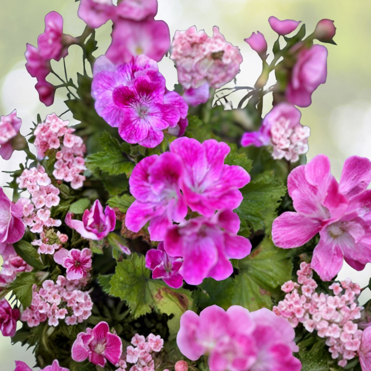 Rare Variegated Pelargonium Live Plant - 4 Inch Pot - Colorful Foliage - Pelargonium spp.