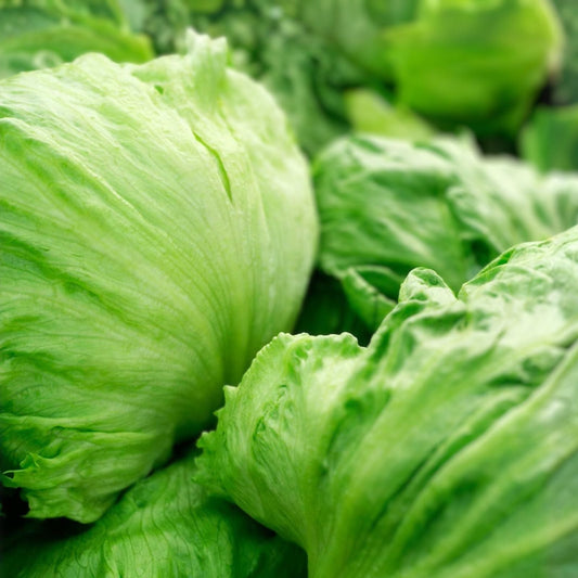 Iceberg Lettuce Seeds 500 Non-GMO Heirloom Large Head Variety Lactuca sativa Garden Planting