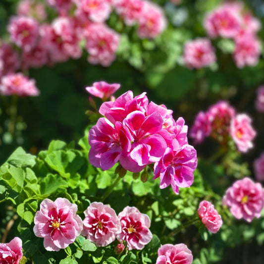 Live Geranium Plants - 8 Inch Perennials - Assorted Varieties - Pelargonium spp.