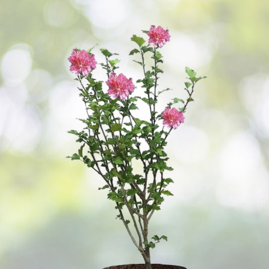 Double Pink Rose of Sharon Hibiscus Althea Live Plant 1/2-1' Bare Root, Fast Growing, Low Maintenance, Hardy Perennial