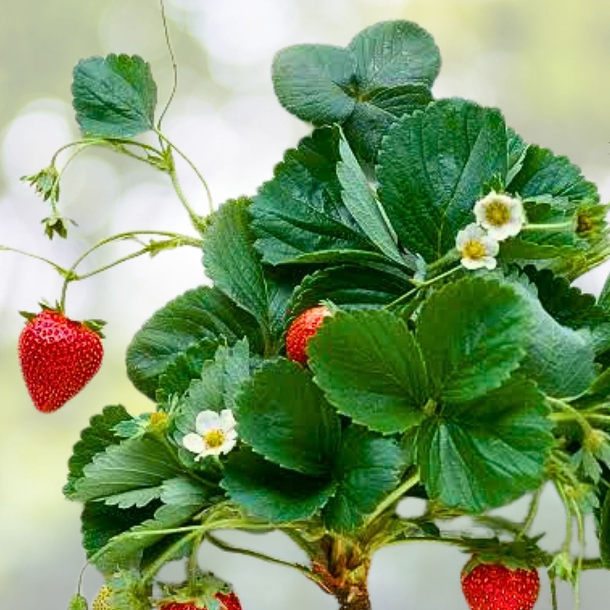 Summer Bearing Strawberry Plants - Pack of 10 Bare Root - Marys Peak - Fragaria × ananassa