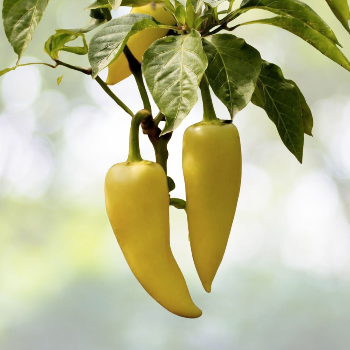 Sweet Banana Pepper Seeds - Heirloom Non-GMO - Fresh Garden Seeds - Capsicum annuum