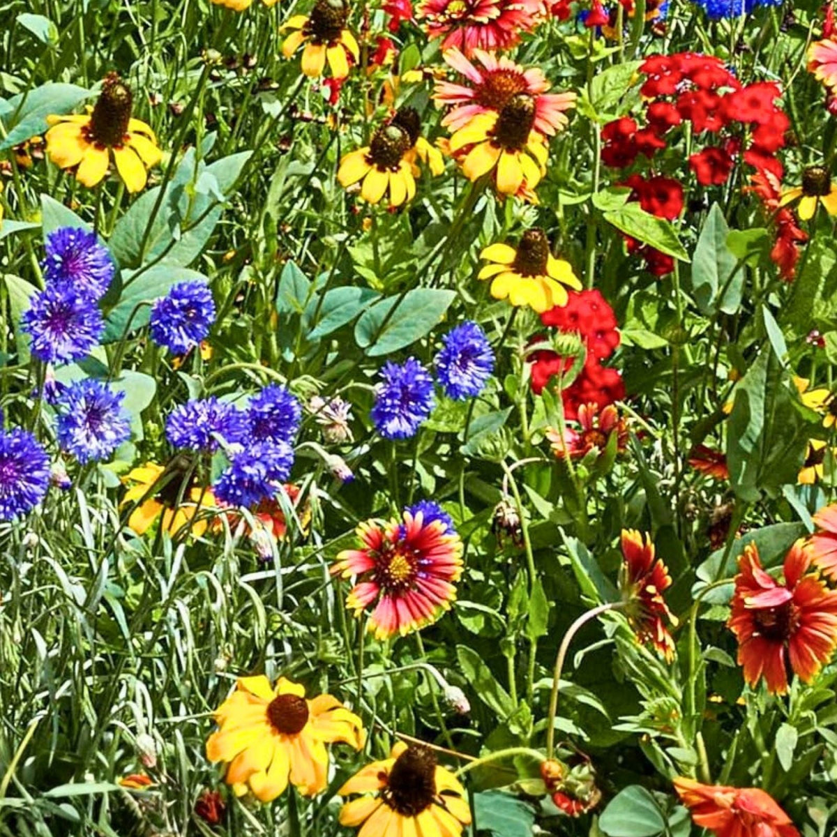 Anemone Flower Bulbs 6 Pack Mixed Colors Semi-Double Petals Anemone coronaria Garden Bulbs
