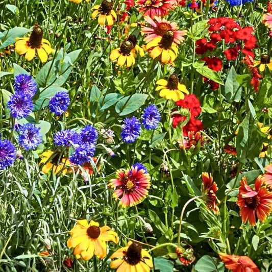 Anemone Flower Bulbs 6 Pack Mixed Colors Semi-Double Petals Anemone coronaria Garden Bulbs