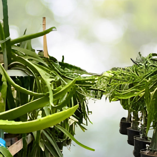Small Dragon Fruit Cuttings - 5-inch Grafting Material - Multiple Varieties - Hylocereus spp.