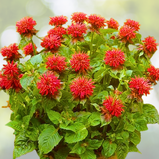 Bee Balm Seeds - 50 Scarlet Red Monarda Didyma Perennial for Hummingbirds - Non-GMO