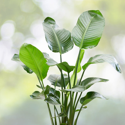 Large Live White Bird of Paradise Plant - Strelitzia reginae - Exotic Tropical Houseplant - 3 Plants in 1 Gallon Pot