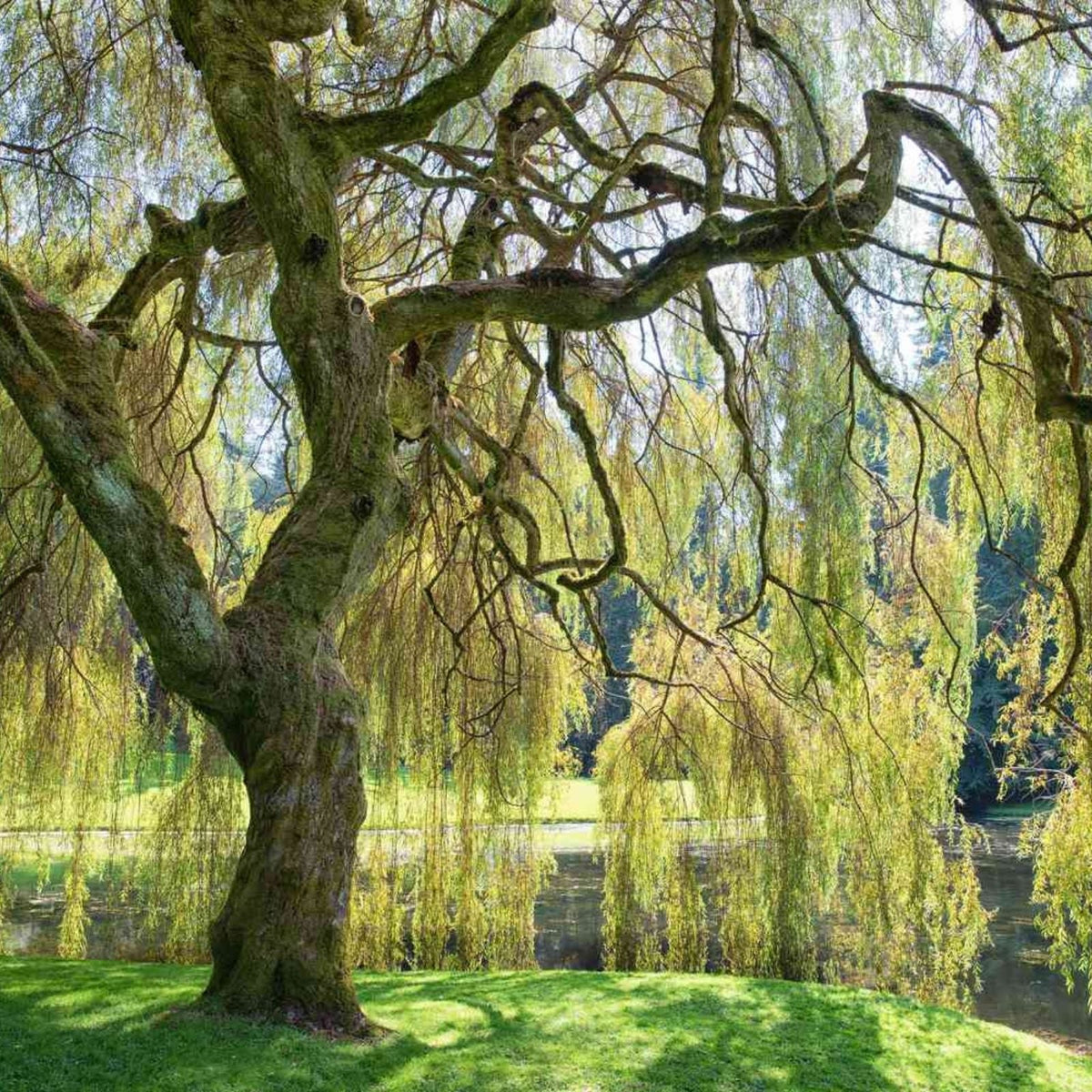 Golden Weeping Willow Tree Cuttings - Live Plants 4 Pack - Arching Canopy Salix babylonica