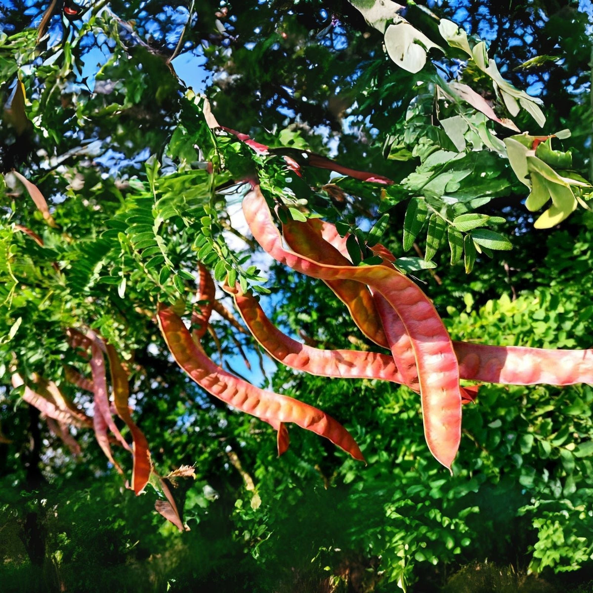 Thornless Honey Locust Seeds - 12 Seeds - Gleditsia triacanthos 'Ine' for Planting