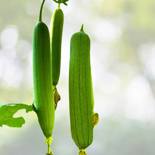 30pcs Luffa Gourd Seeds - Non-GMO Loofah Sponge Seeds - Chubby Pier Gourd - Luffa cylindrica