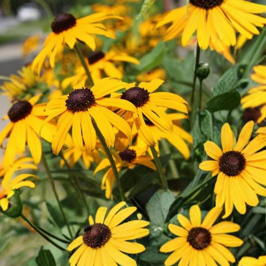 Black-Eyed Susan Plant Rooted Cluster Rare Native Wildflower Rudbeckia hirta Southern Alabama Stock 1 Per Order