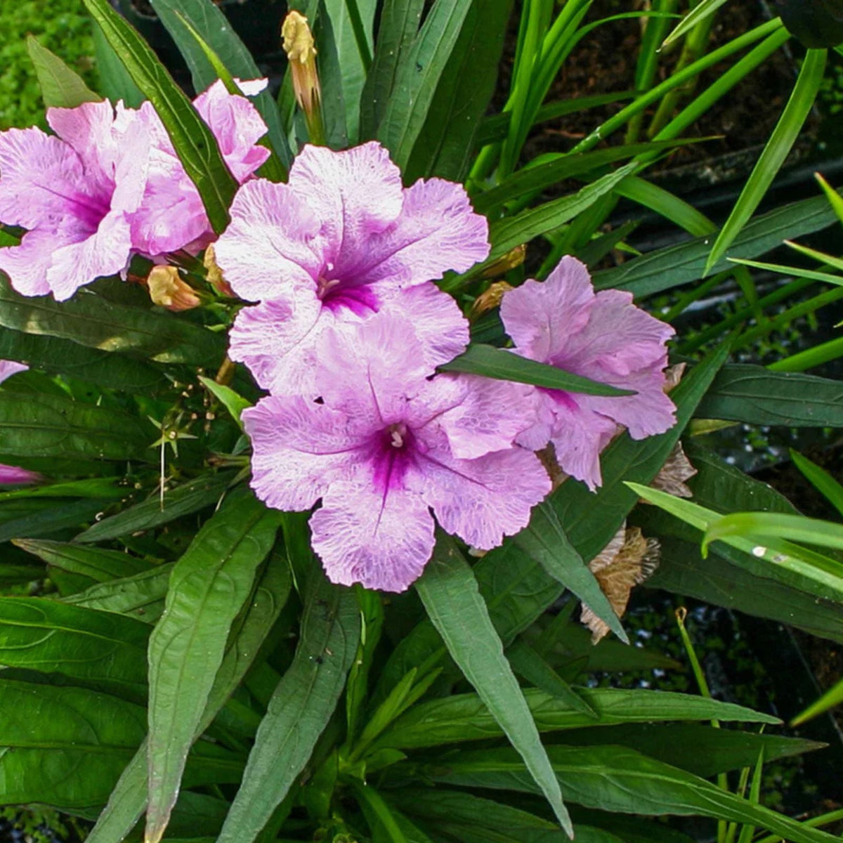 Pink Mexican Petunia Live Plant 3 to 4 Inch Ruellia simplex No Pot Shipping