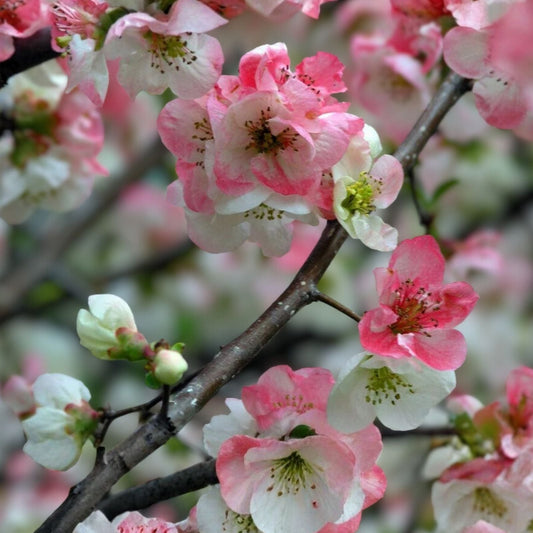 Japanese Flowering Quince Live Plant, Bare Root Shrub, 8-12 inches, Chaenomeles speciosa 'Toyo Nishiki', Zones 5-9