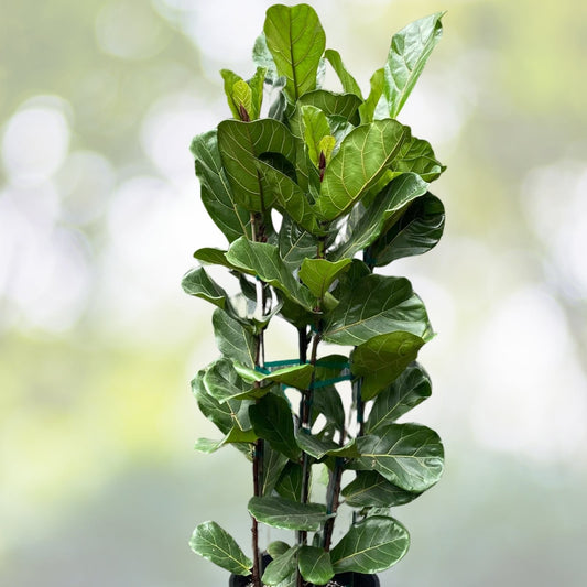 Fiddle Leaf Fig Plant 3 Gallon Pot Ficus lyrata Live Indoor Houseplant Nursery Quality Home Decor