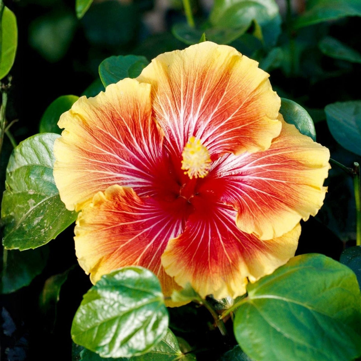 Tropical Hibiscus Plant 9" Pot - Hibiscus Fiesta - Vibrant Flowers - Hibiscus rosa-sinensis