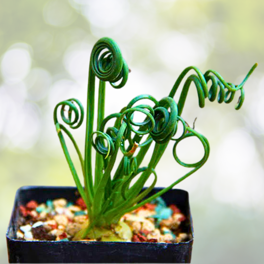 200PCS Spiral Grass Seeds - Green Succulents for DIY Bonsai & Potted Flowers - Ideal for Gardens and Indoor Decor