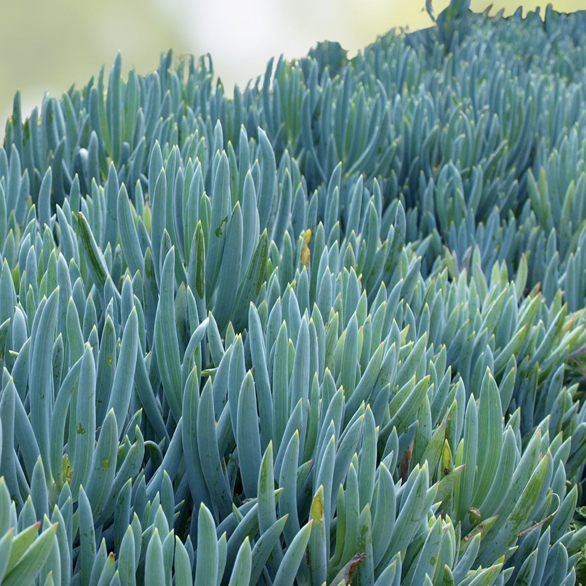 Blue Chalk Sticks Succulent Cutting | Rare Healthy Unrooted Plant | Senecio serpens | Easy Care Live Succulent