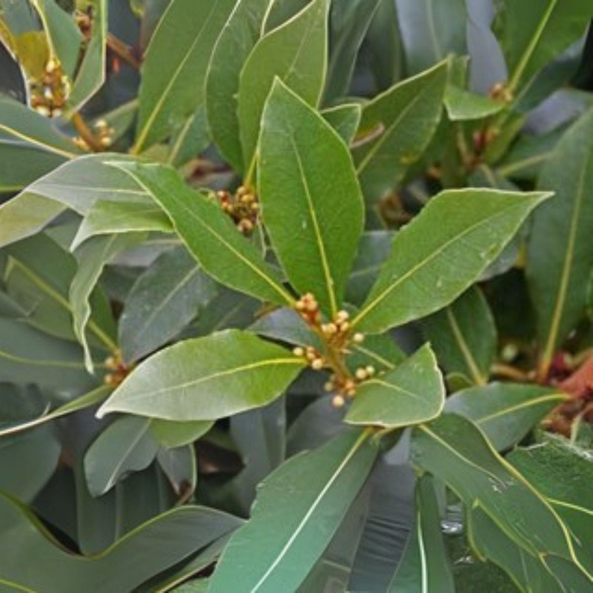 Sweet Bay Laurel Herb Plant 8 to 10 Inch Laurus Nobilis Aromatic Culinary Herb for Cooking and Seasoning