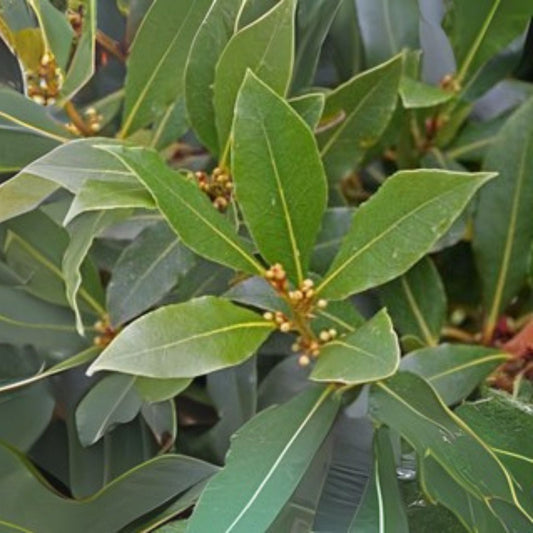 Sweet Bay Laurel Herb Plant 8 to 10 Inch Laurus Nobilis Aromatic Culinary Herb for Cooking and Seasoning