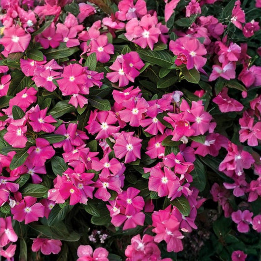 Bright Pink Vinca Plant - 5" Potted Madagascar Periwinkle - Catharanthus roseus - Indoor & Garden Decor