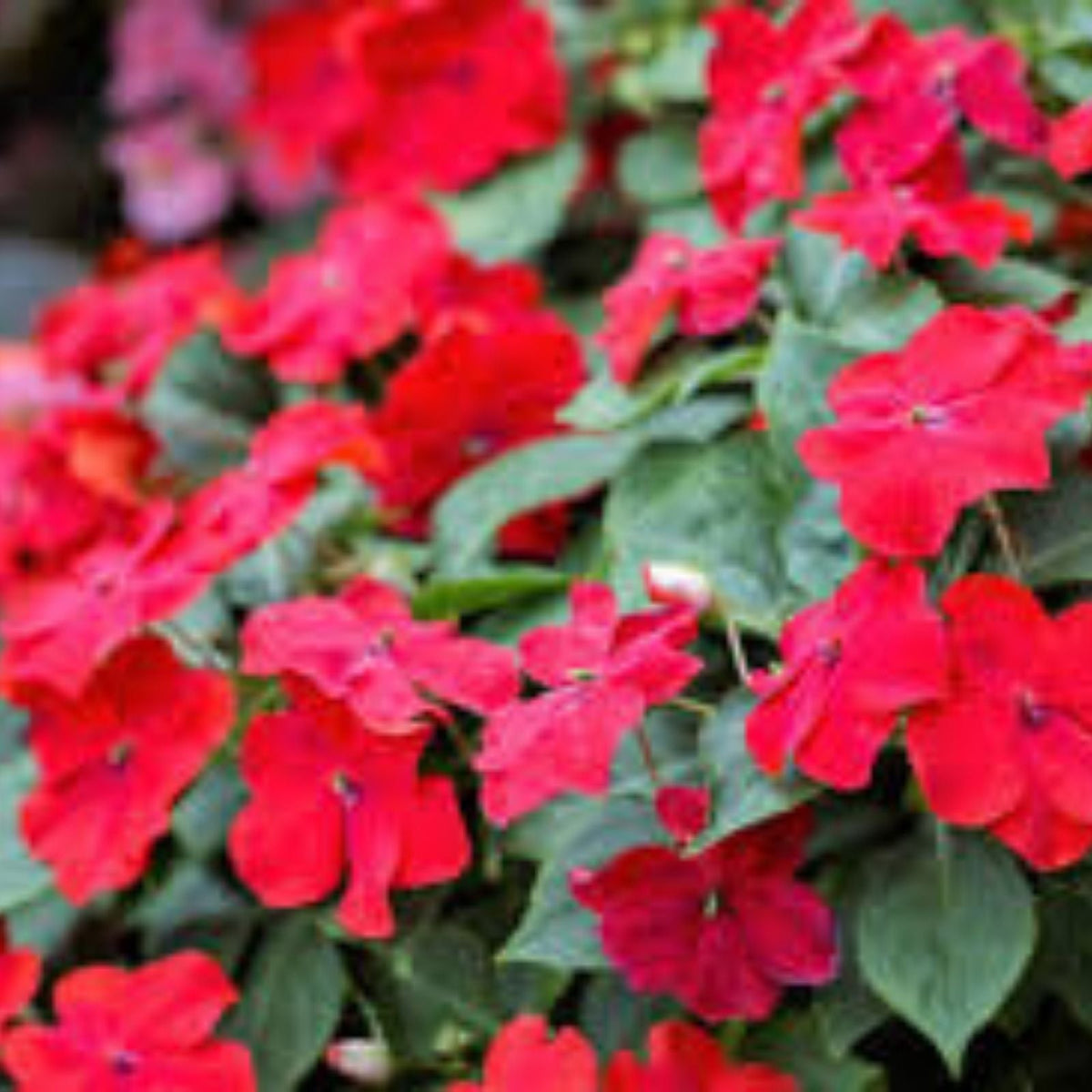 Impatiens Seeds 500 Pack Scarlet Sun & Shade Busy Lizzy Wallflower Flower Seeds for Garden Patio Shade Planting