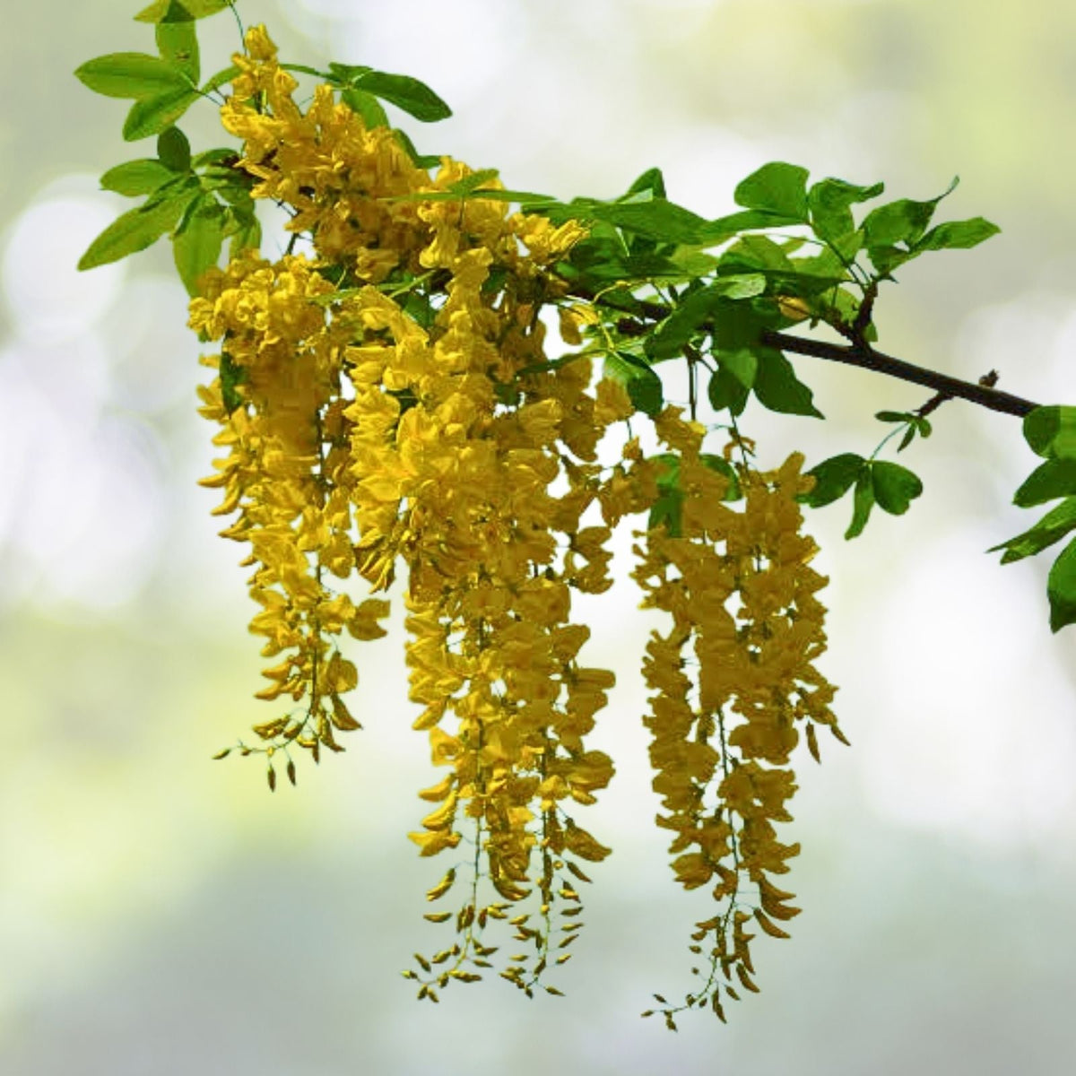 Golden Chain Tree Seedling - Live Potted Plant - Laburnum anagyroides - Ornamental Tree with Yellow Flowers