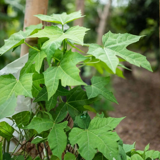 Chaya Cuttings 4-Pack Organic Deeply Lobed Variety Cnidoscolus aconitifolius Mayan Miracle Spinach Tree