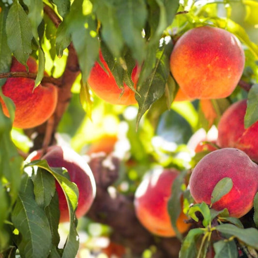 Peach Tree Cuttings - 5 Easy to Root Propagation Cuttings - Prunus persica - Fruit Tree Gardening Supplies