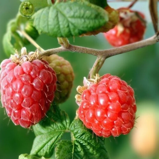 Sweetheart Raspberry Seeds Non-GMO Fruit Seeds 125/300/750 Count Rubus idaeus Organic Garden Plant
