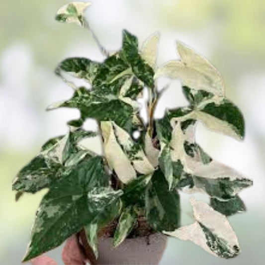 Variegated Syngonium Cuttings - Two Albo Podophyllum - Rare Houseplant for Collectors - Indoor Plant, Variegated Green and White Foliage