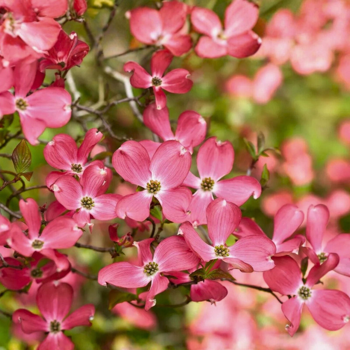 Flowering Dogwood Tree Live Plant 12-18" Bare Root Cornus florida Flowering Tree for Garden and Landscape