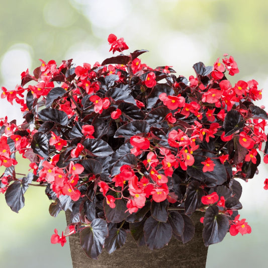 Begonia Seeds Bold Merlot Non-GMO Flower Seeds 45 or 125 Count for Garden & Container Planting Begonia x tuberhybrida