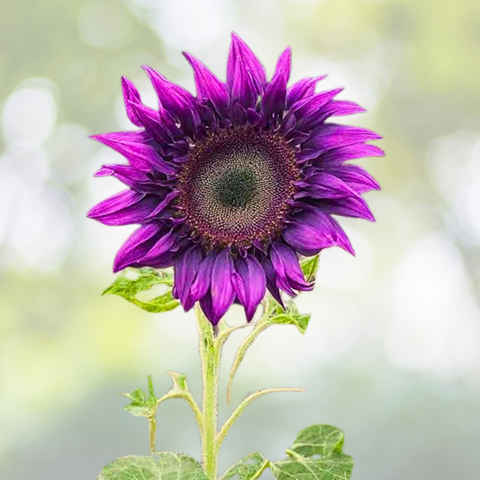 50pcs Purple Sunflower Seeds - Non-GMO Heirloom Variety - Helianthus annuus