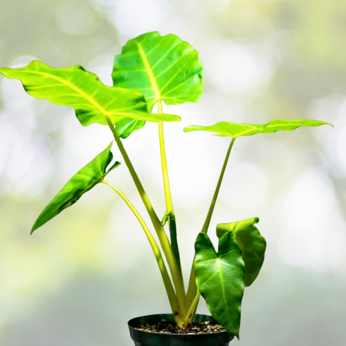 Alocasia 'Lutea' Potted Plant - 10" Variegated Tropical Houseplant - Alocasia macrorrhiza for Indoor Decor