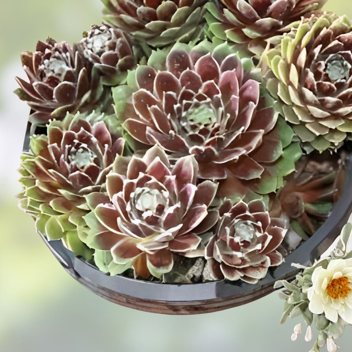 Hen's and Chick's Succulent Seeds - 200 Seeds - Hardy Perennial Sempervivum spp. - Easy Grow Ground Cover Plant