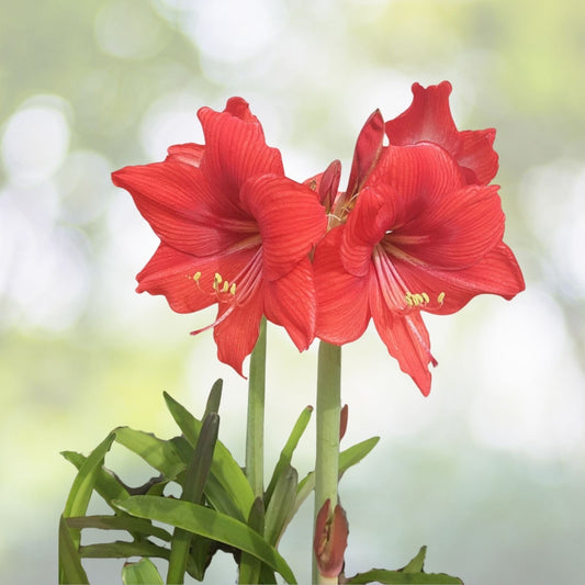 Red Orange Amaryllis Bulb (1) - Hippeastrum Hybrid - Vibrant Indoor Flowering Plant